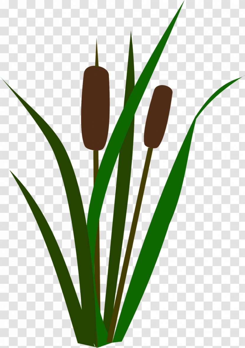 Lily Flower Cartoon - Bulrush - Family Plant Stem Transparent PNG