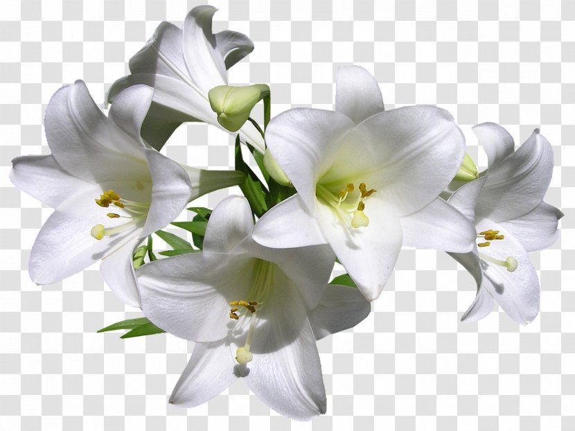 Fleurs Des Jardins Lilium Davidii Madonna Lily Tiger Cut Flowers - Flower Transparent PNG