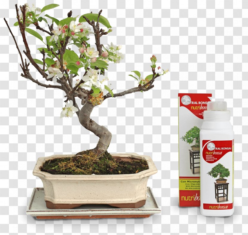 Chinese Sweet Plum Flowerpot Tree Sageretia - Houseplant - Shipping Transparent PNG