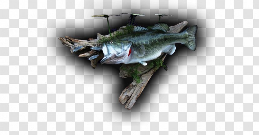 Fish - Large Mouth Bass Transparent PNG