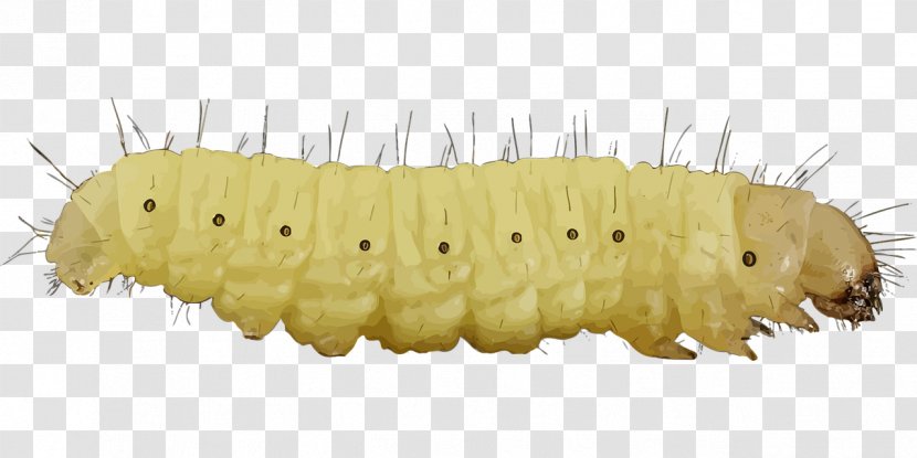 Caterpillar Inc. Clip Art - Insect - White Transparent PNG