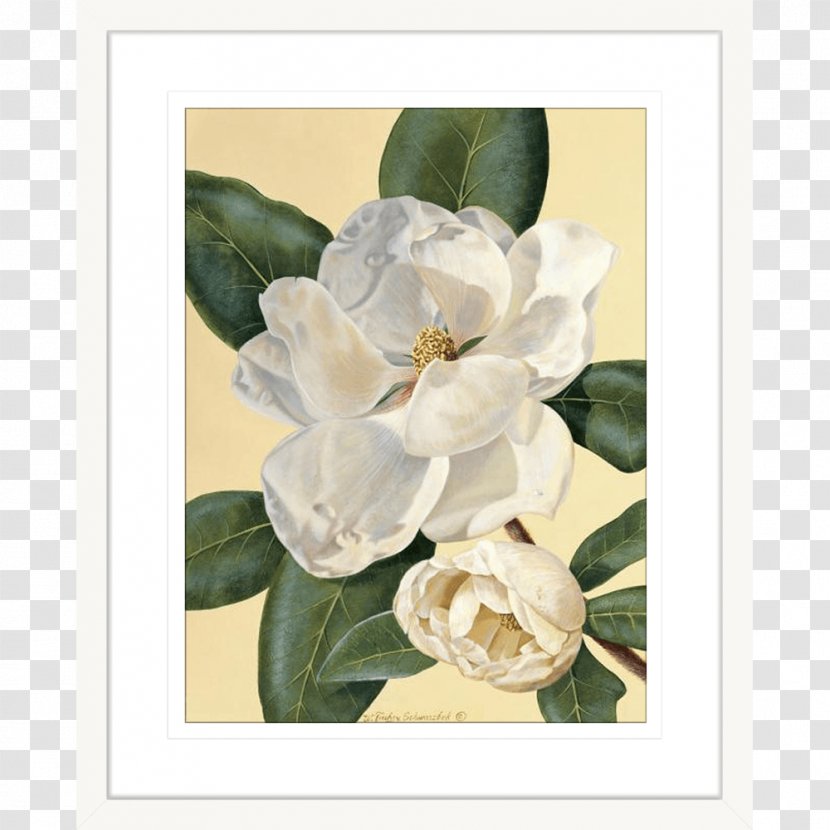 Magnolia Picture Frames Printmaking Art Painting - Baron Von Lind Transparent PNG
