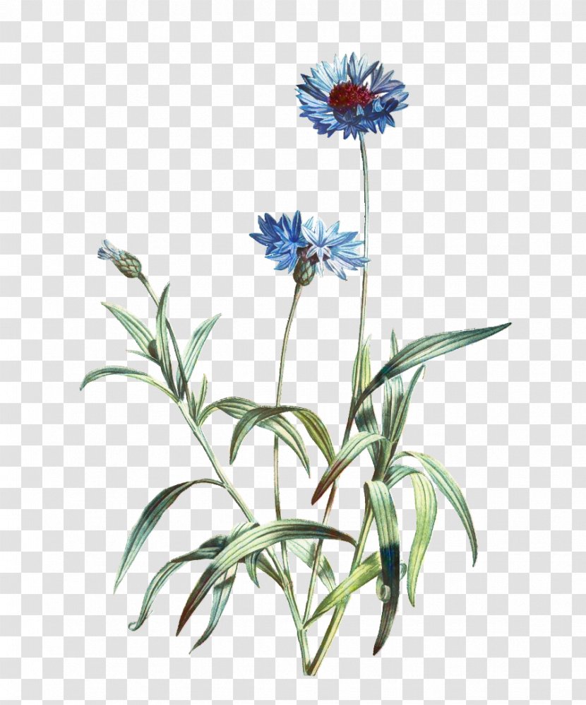 Lily Flower Cartoon - Drawing - Perennial Plant Aster Transparent PNG