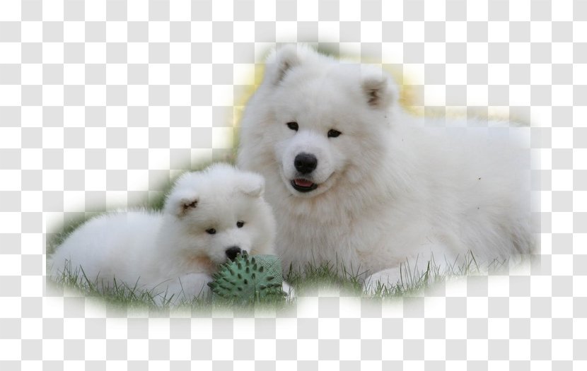 German Spitz Klein Samoyed Dog Mittel American Eskimo Japanese - Puppy Transparent PNG