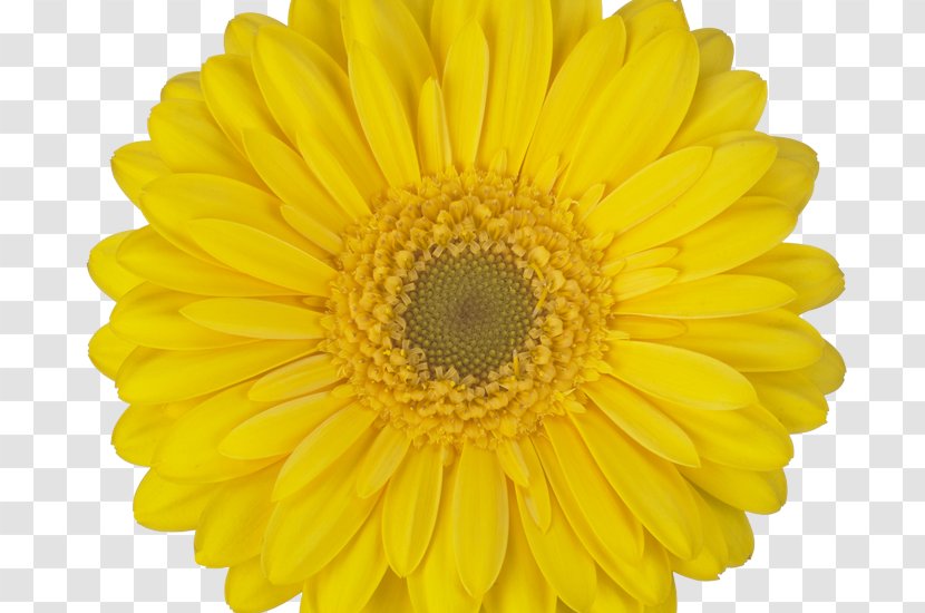 Transvaal Daisy Common Sunflower Cut Flowers Seed Watercolor Painting - Flower - Navy Gerbera Transparent PNG