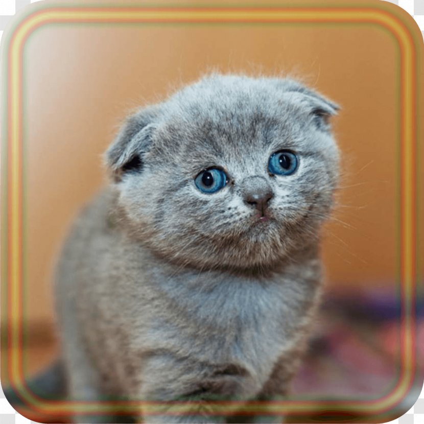 Pet Sitting Kitten Dog British Shorthair Persian Cat Transparent PNG