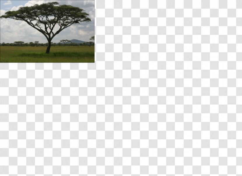 Tree Ecosystem Land Lot Meadow Wattles Transparent PNG