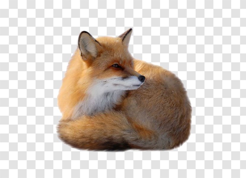 Fox Canidae Clip Art - Kit - Cute Transparent PNG