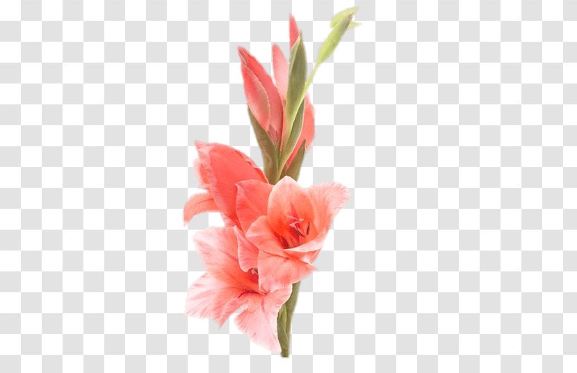Gladiolus Cut Flowers Bulb Stock Photography Transparent PNG