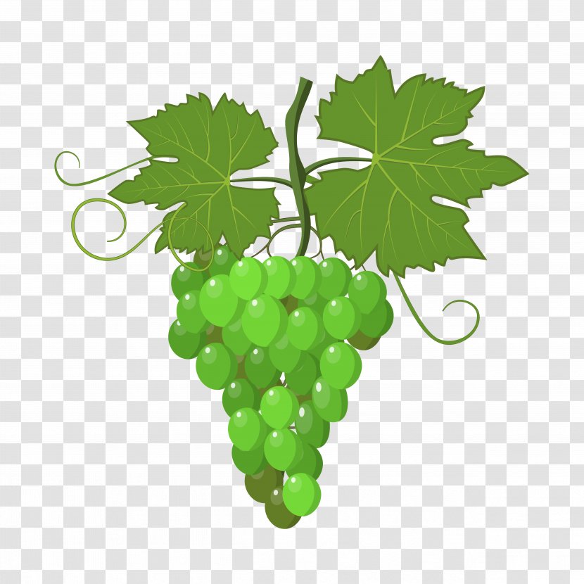 Grapevines Wine Stock Photography - Leaf - Grapes Transparent PNG