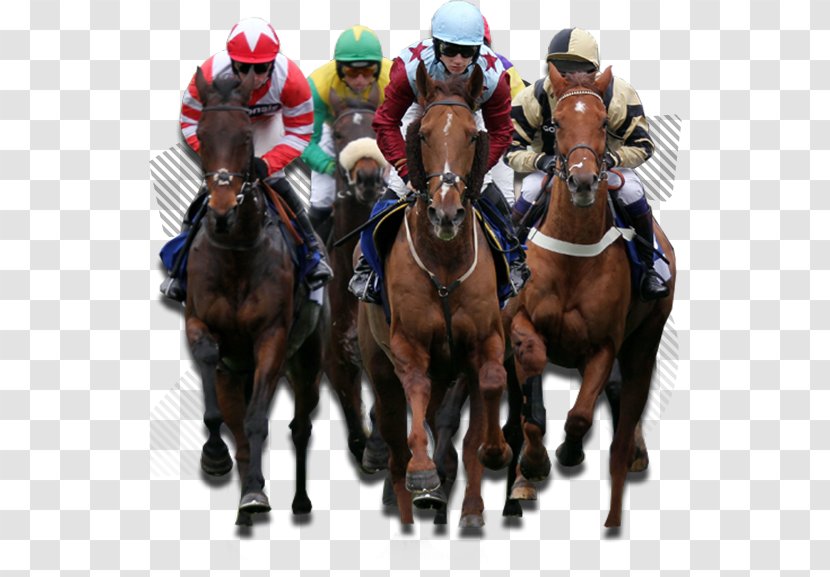 Horse Racing Sports Betting Jockey - Mare Transparent PNG