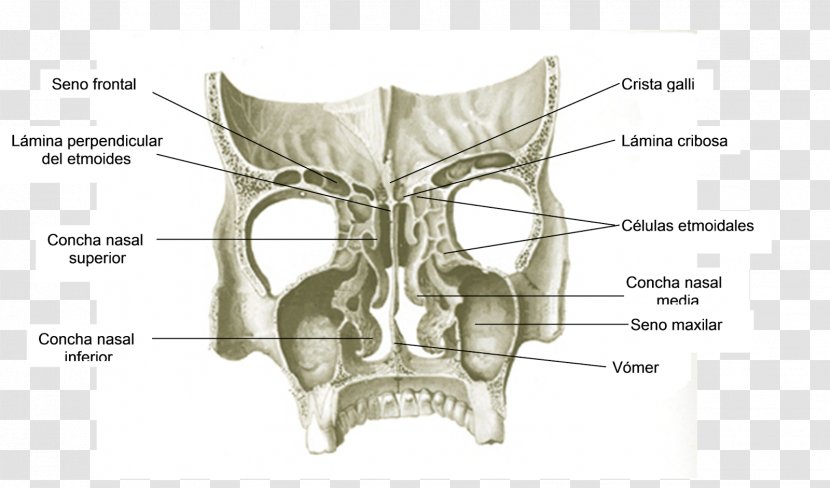 Skull Bone Ear Jaw Nose - Silhouette Transparent PNG