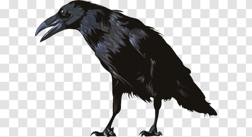 American Crow Rook New Caledonian Common Raven Carrion - Vulture - Bird Transparent PNG