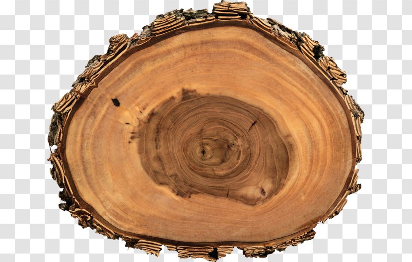 Trunk Tree Wood Aastarõngad Holzfehler - Stump Transparent PNG