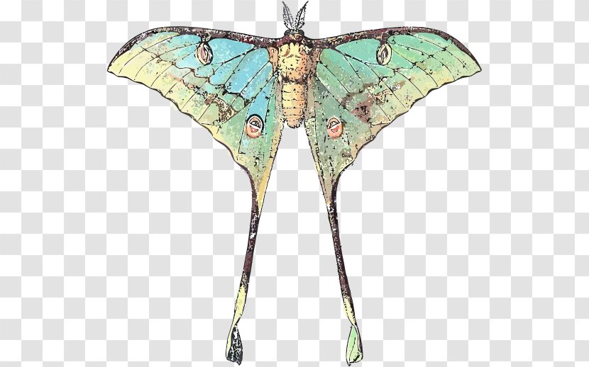 Butterfly Insect Luna Moth Comet - Monarch Transparent PNG