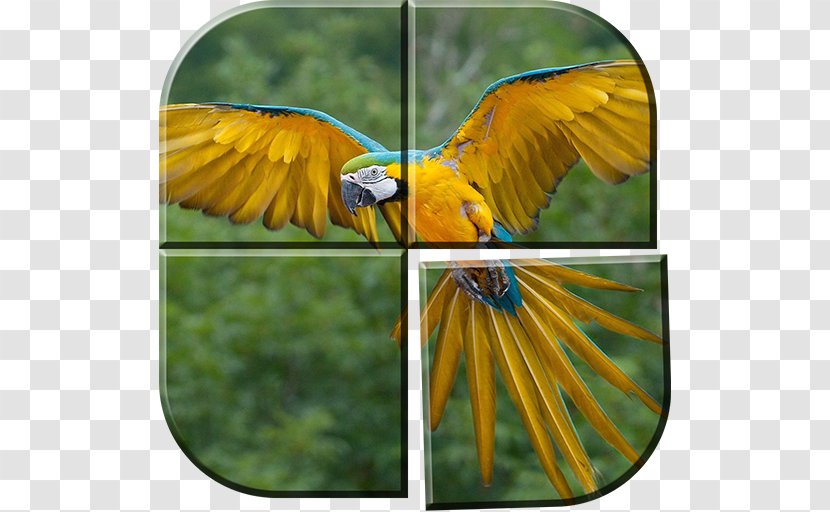 Parrot Bird Blue-and-yellow Macaw Hyacinth - Fauna Transparent PNG