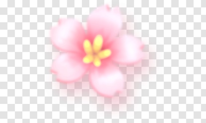 Petal Cherry Blossom Pink M Close-up - Flower - Fireworks Festival Transparent PNG