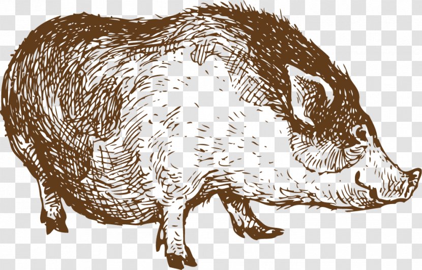 Sheep Lamb And Mutton Drawing Line Art - Flower - Pig Sketch Transparent PNG