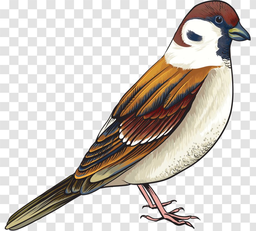 House Sparrow Bird Sticker Decal - Finch - Cute Transparent PNG