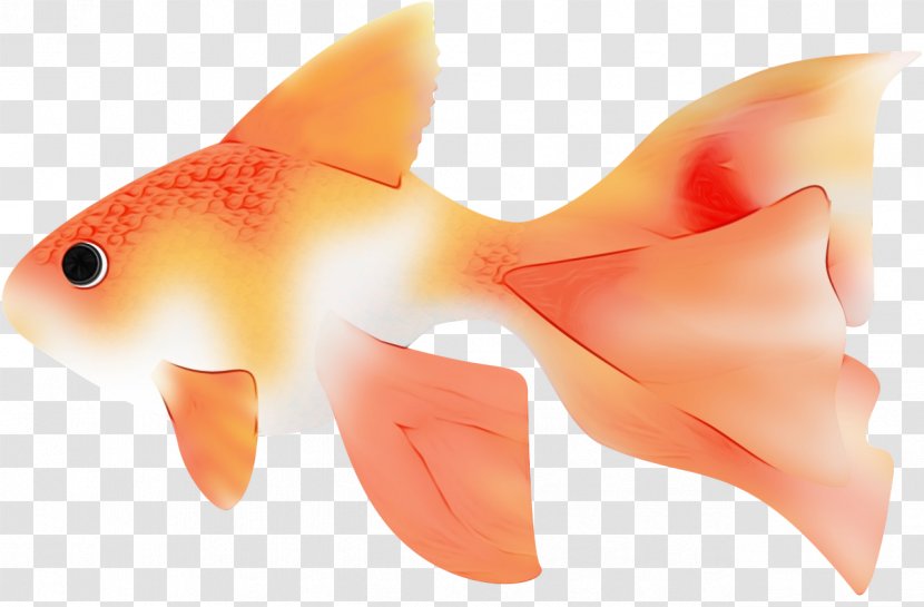 Orange - Fish - Snapper Tail Transparent PNG