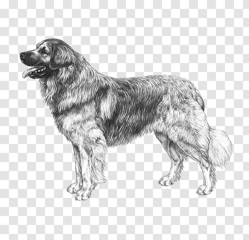 Belgian Shepherd Leonberger Tervuren Malinois Dog Groenendael - Breed - Streamer Transparent PNG