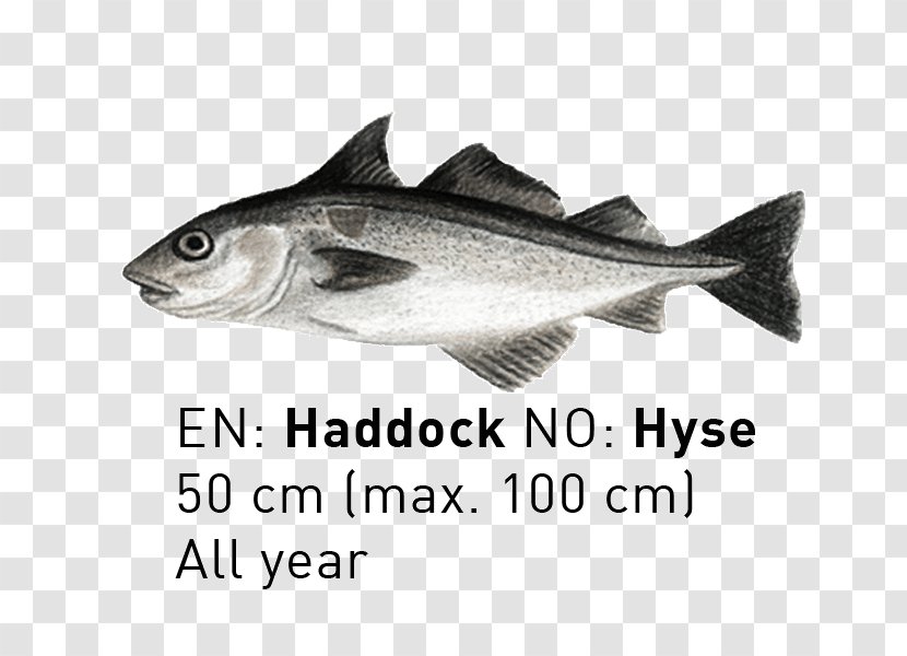 09777 Cod Fauna Salmon Oily Fish - Fishing Transparent PNG