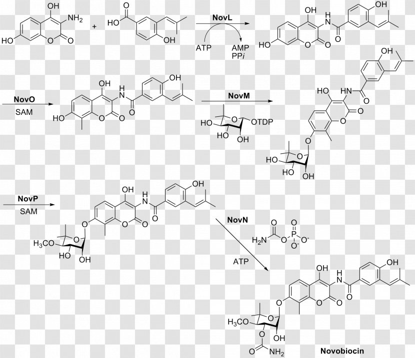 Novobiocin Chemical Synthesis Rifampicin Sulfadoxine Excretion - Area Transparent PNG