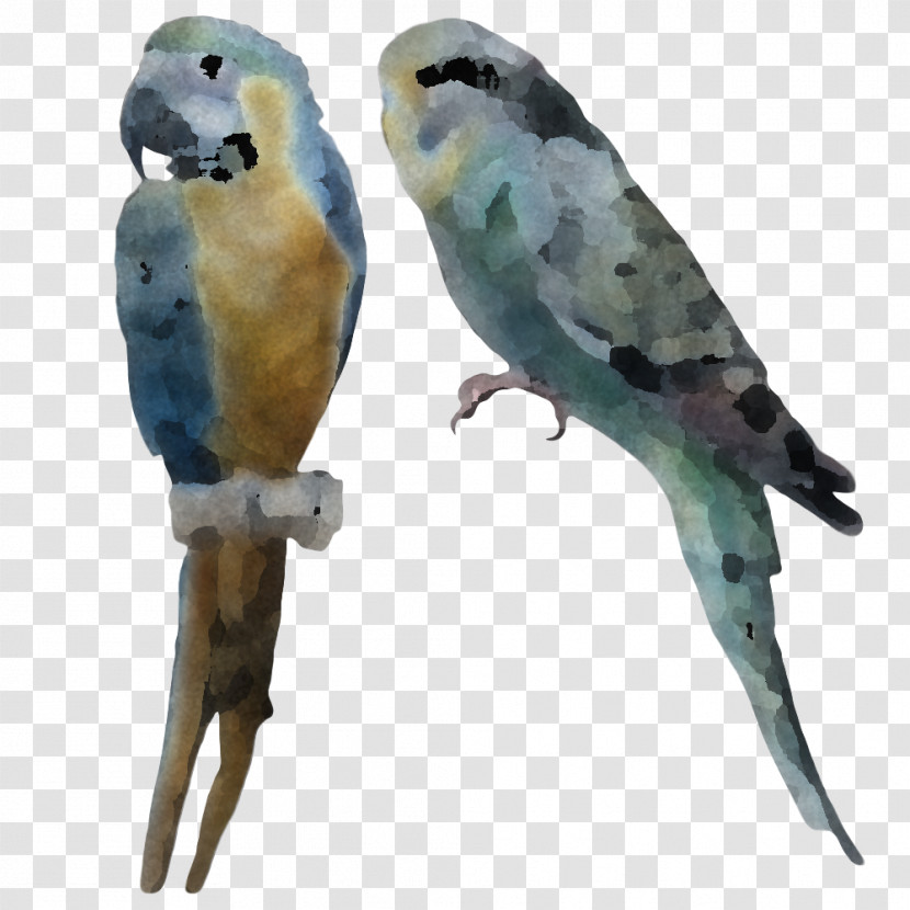 Lovebird Transparent PNG