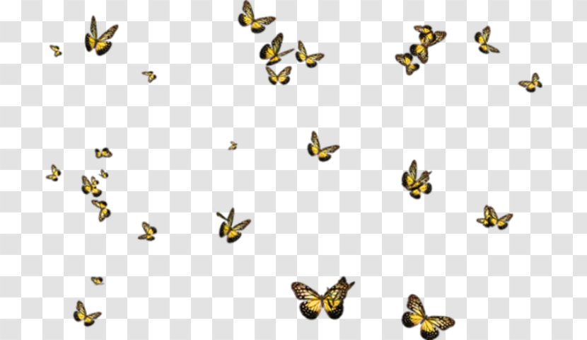 Image Clip Art Adobe Photoshop Drawing - Organism - Black Butterfly Transparent PNG