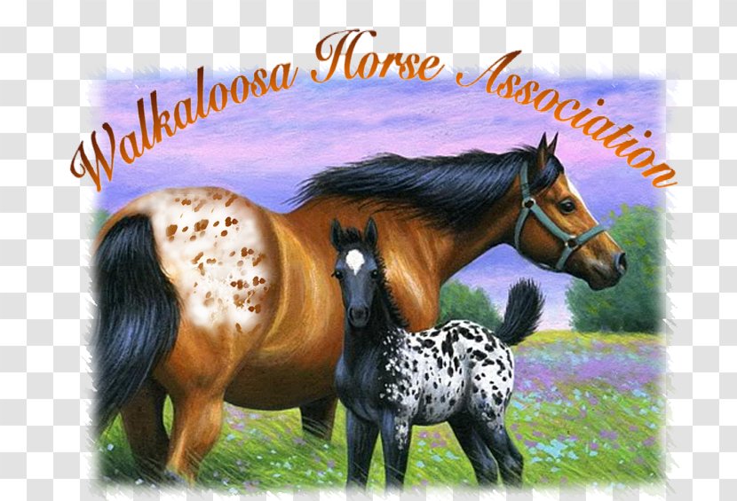 Mustang Mane Walkaloosa Appaloosa Pony - Grass Transparent PNG