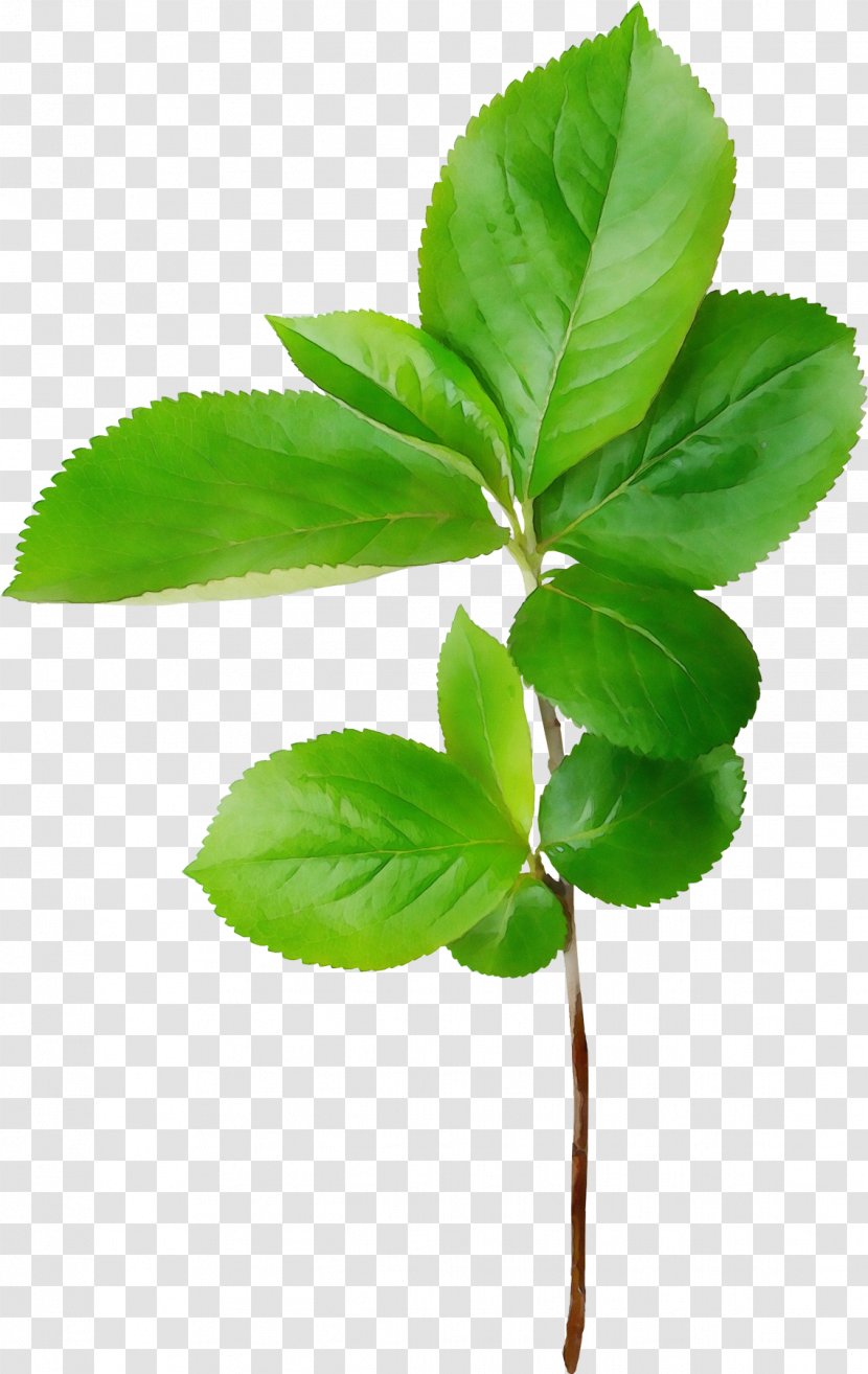 Leaf Plant Flower Green Flowering - Paint - Kaffir Lime Houseplant Transparent PNG