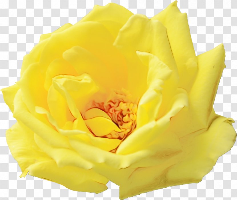 Garden Roses - Rose - Floribunda Plant Transparent PNG