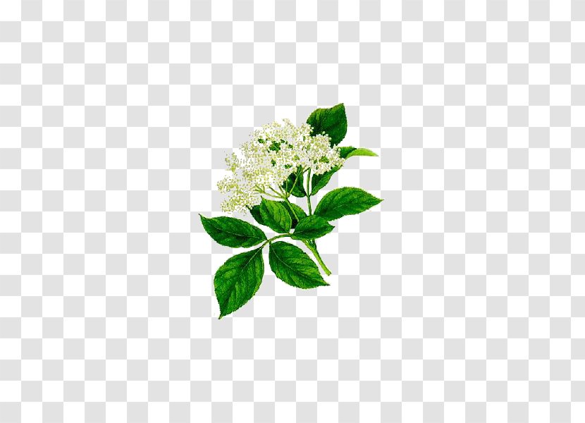 Elder Herbalism Medicinal Plants Flower - Sambucus Nigra Transparent PNG