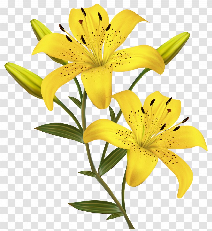 Flower Yellow Easter Lily Clip Art - Liliaceae - Lilies Clipart Image Transparent PNG