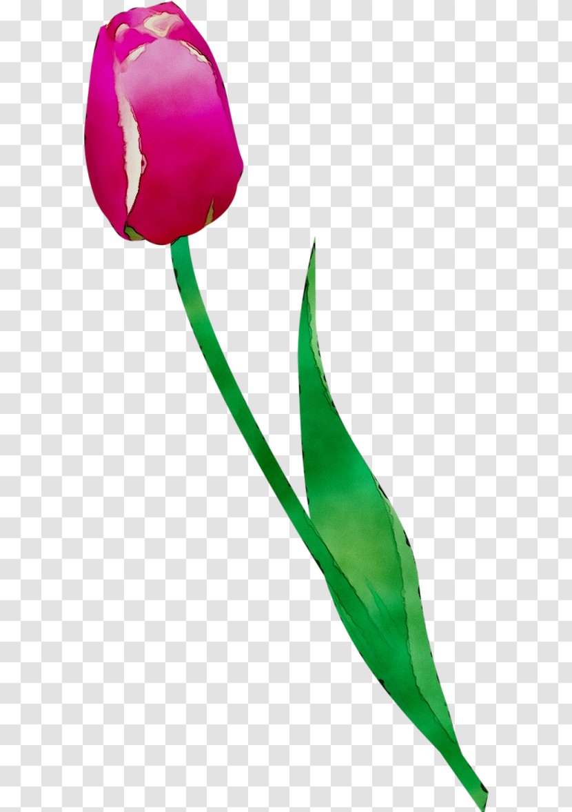 Tulip Cut Flowers Plant Stem Bud Rose Family - Botany - Flowering Transparent PNG