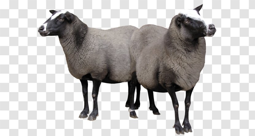Texel Sheep Lincoln Romney Clun Forest Merino - Cow Goat Family - Cheese Transparent PNG