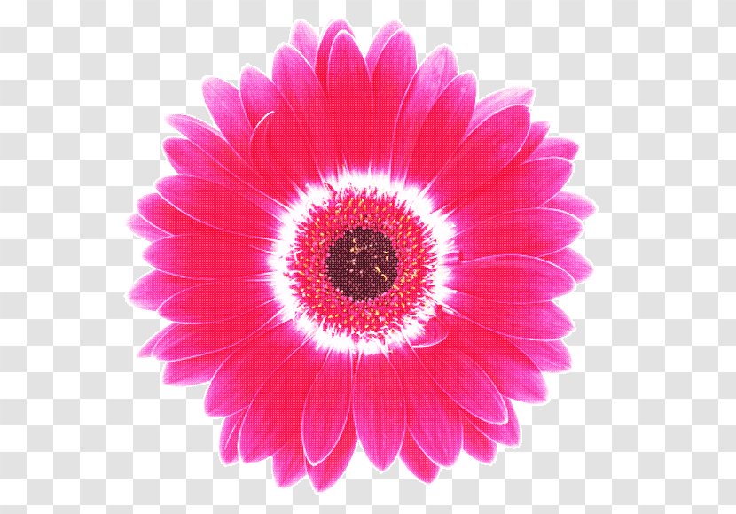 Transvaal Daisy Cut Flowers Petal Magenta - Private Appointment Transparent PNG