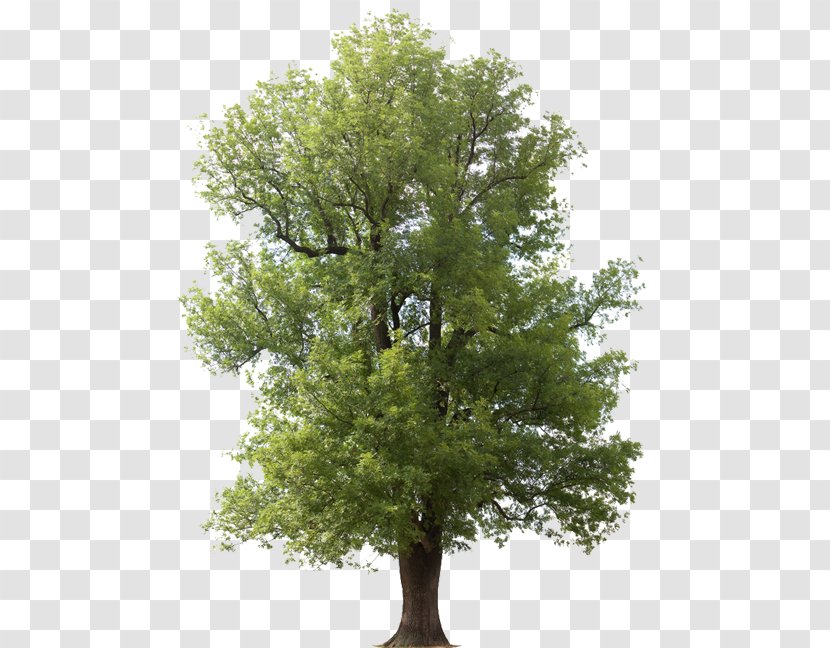 Fraxinus Americana Emerald Ash Borer Tree Arborist Juglans - Save Trees Transparent PNG