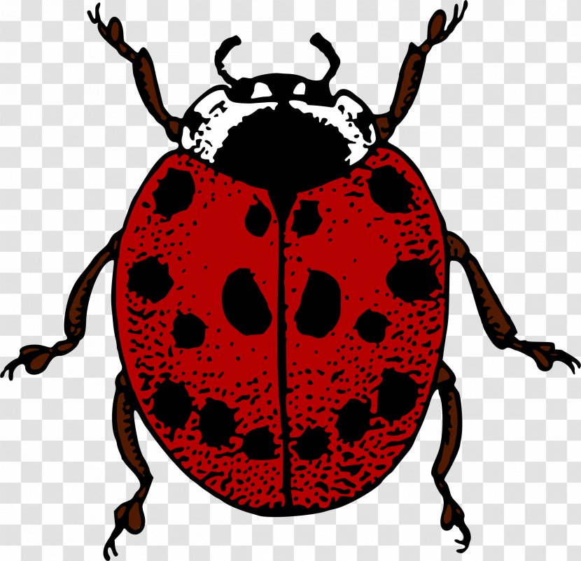 Beetle Ladybird Adrien Agreste Clip Art - Invertebrate - Bug Transparent PNG