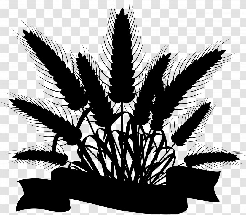 Palm Trees Carbohydrate Black & White - Terrestrial Plant - M Tea Starch Transparent PNG