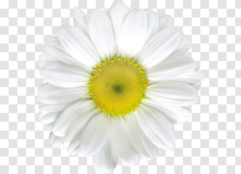 Common Daisy Stock Photography Royalty-free Clip Art - Gerbera - Camomile Transparent PNG