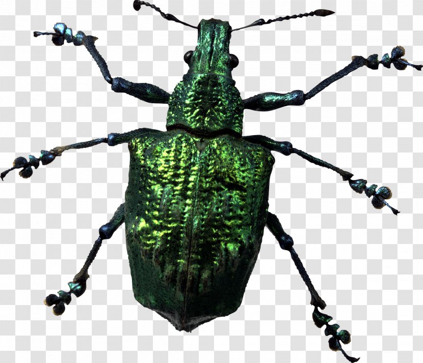 Insect Display Resolution - Image File Formats - Bug Transparent PNG