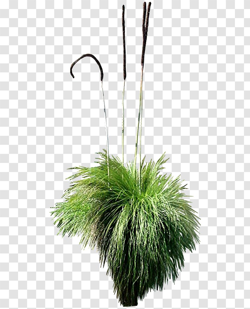 Tree Xanthorrhoea Plant DeviantArt - Vision Grass Group Transparent PNG