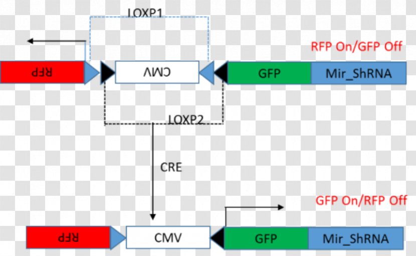 Cre-Lox Recombination Cre Recombinase Short Hairpin RNA System Gene Expression - Genetics - Technology Transparent PNG