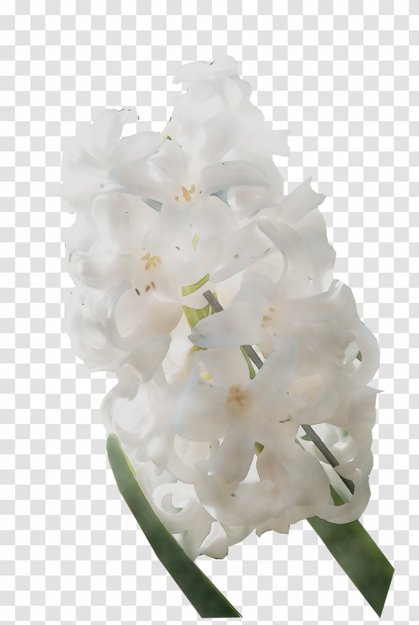 Hydrangea Cut Flowers - White - Hydrangeaceae Transparent PNG