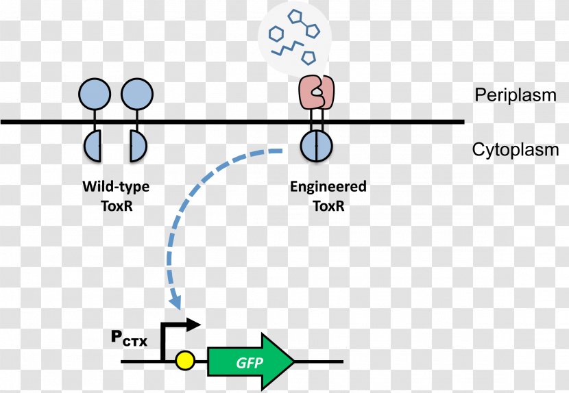 Transcription Factor Protein Dimer DNA-binding Domain - Technology - Polymerase Chain Reaction Transparent PNG