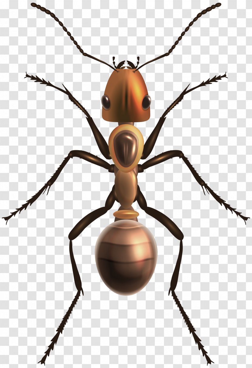 Insect Bee Ant - Arthropod - Ants Transparent PNG