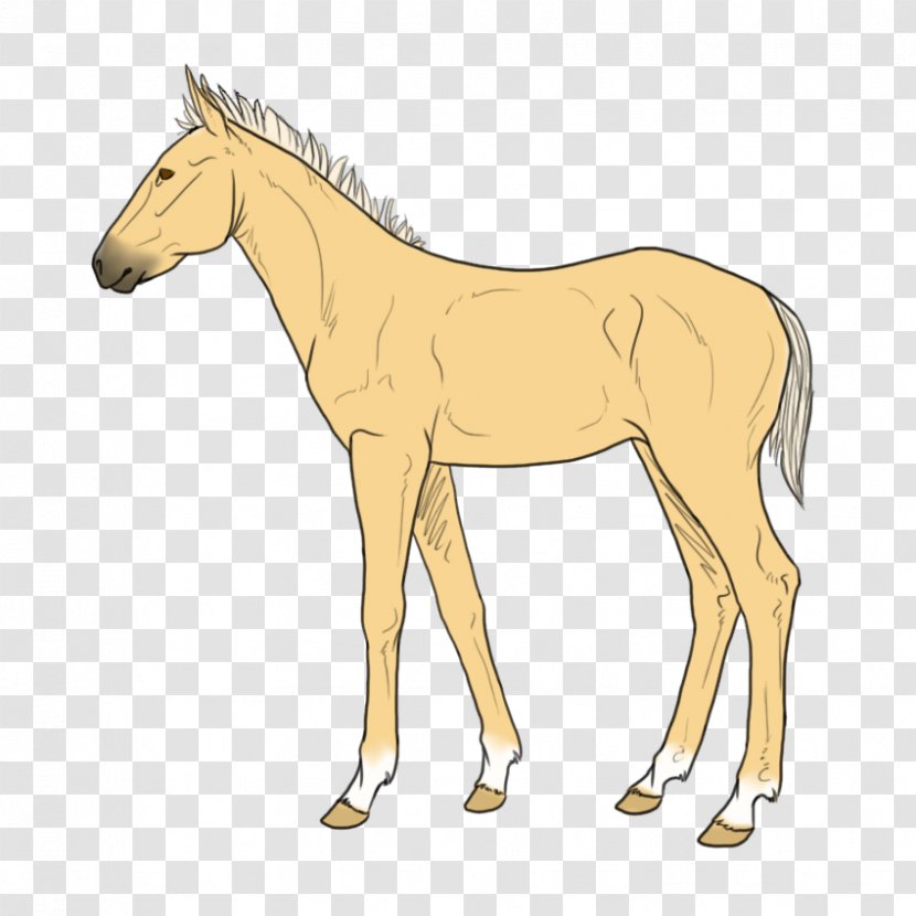 Mule Foal Stallion Mare Mustang - Horse Supplies - Wolf Spirit Transparent PNG