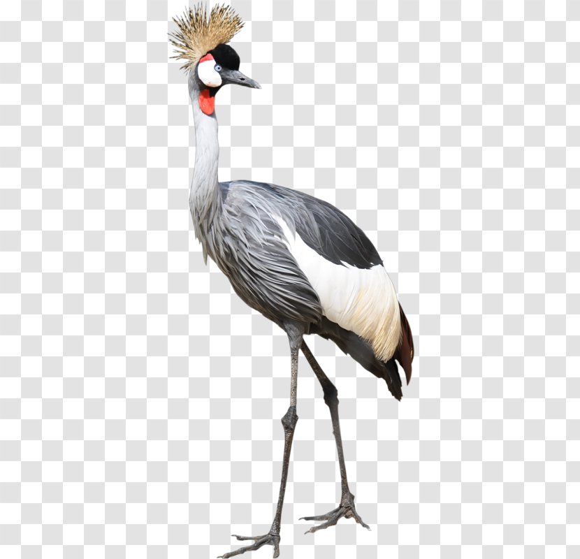 Bird Great Herons Egret Clip Art Transparent PNG
