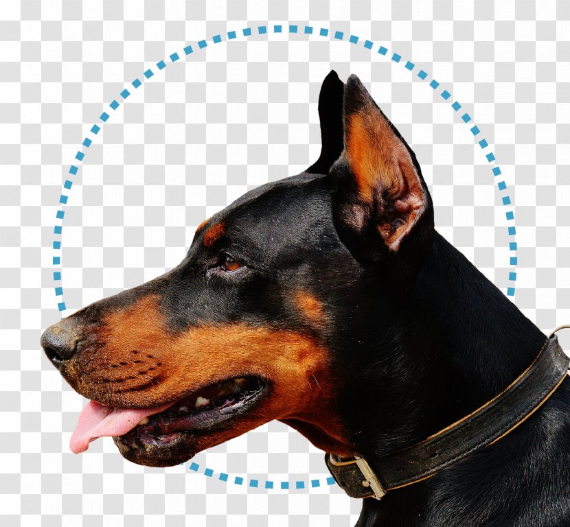 Dobermann German Shepherd Rottweiler Puppy Guard Dog Transparent PNG